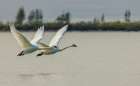 Tundra swan pair taking flight from an sub-arctic tundra pond of Northern Manitoba, Canada. Art Print